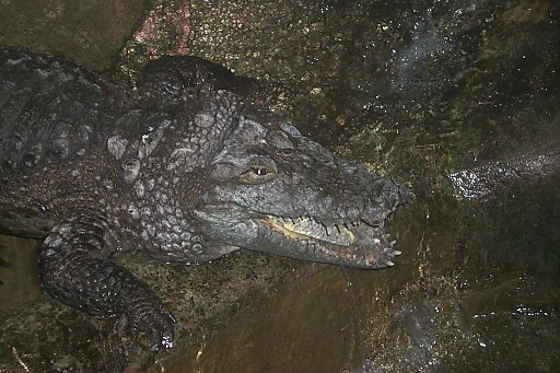 Alligator (Copenhagen Zoo, spring 1999)