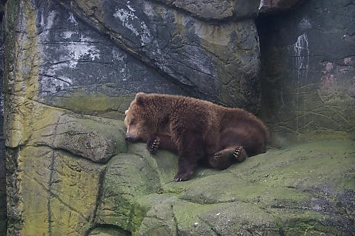 Brown bear (Copenhagen Zoo, spring 1999)