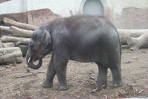 Young elephant (Copenhagen Zoo, spring 1999)