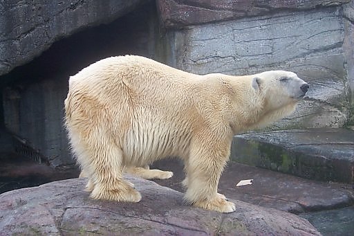 Polar Bear (Copenhagen Zoo, spring 1999)