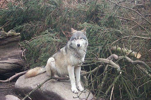 Wolf (Copenhagen Zoo, spring 1999)